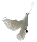 white dove oakland