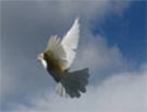 Sarasota Doves