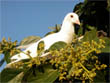 resting dove