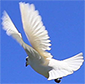 white dove