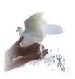 White Dove Flights