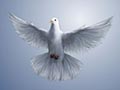 dove on blue