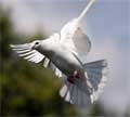 Wings of Love
