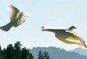 SilverWings Doves