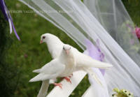 Antelope Valley Doves